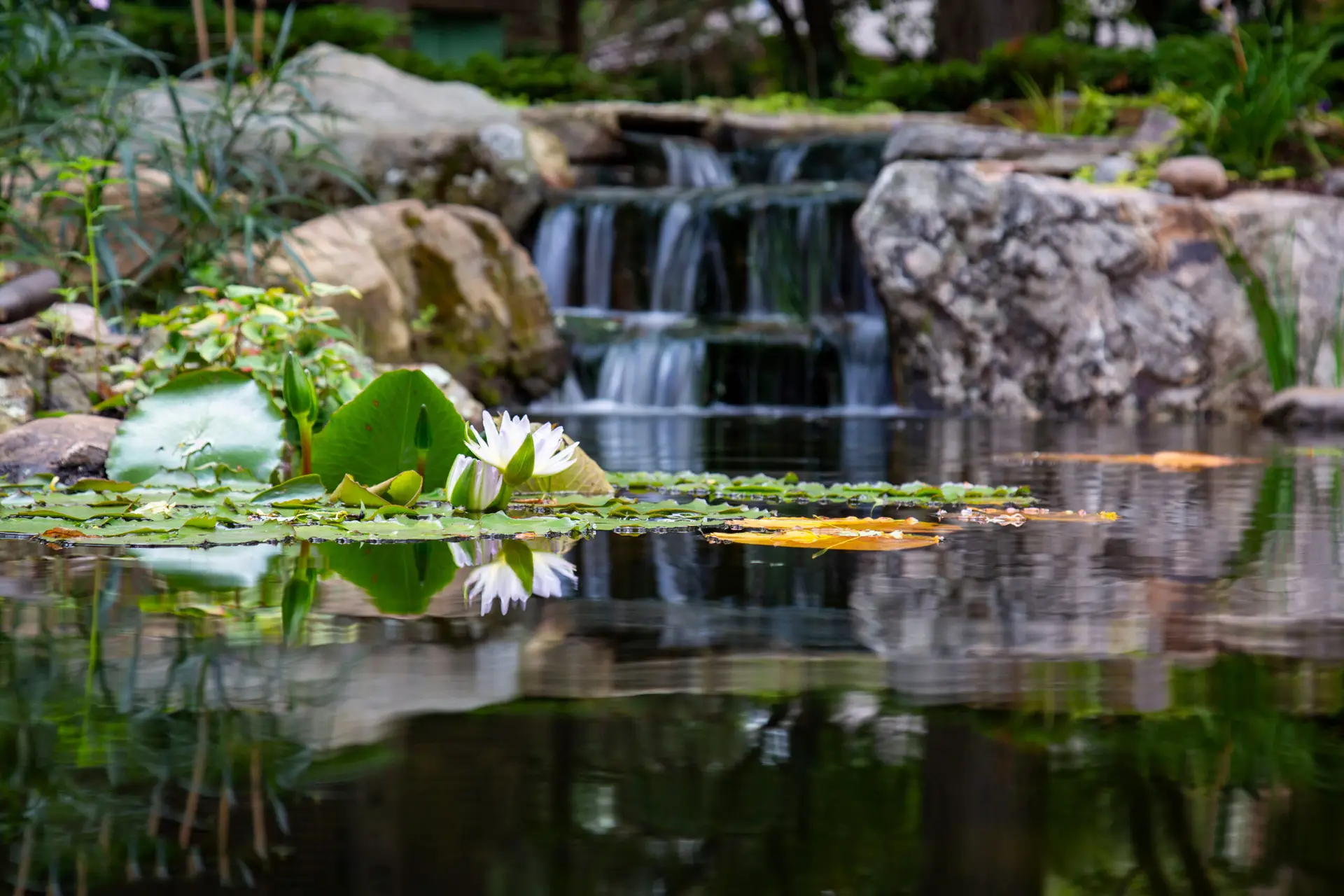 Picture at waterlevel of a pnd that has a flowering lily about half way across and has the depth of field technique applied to a blurred out three tier waterfall in the background.