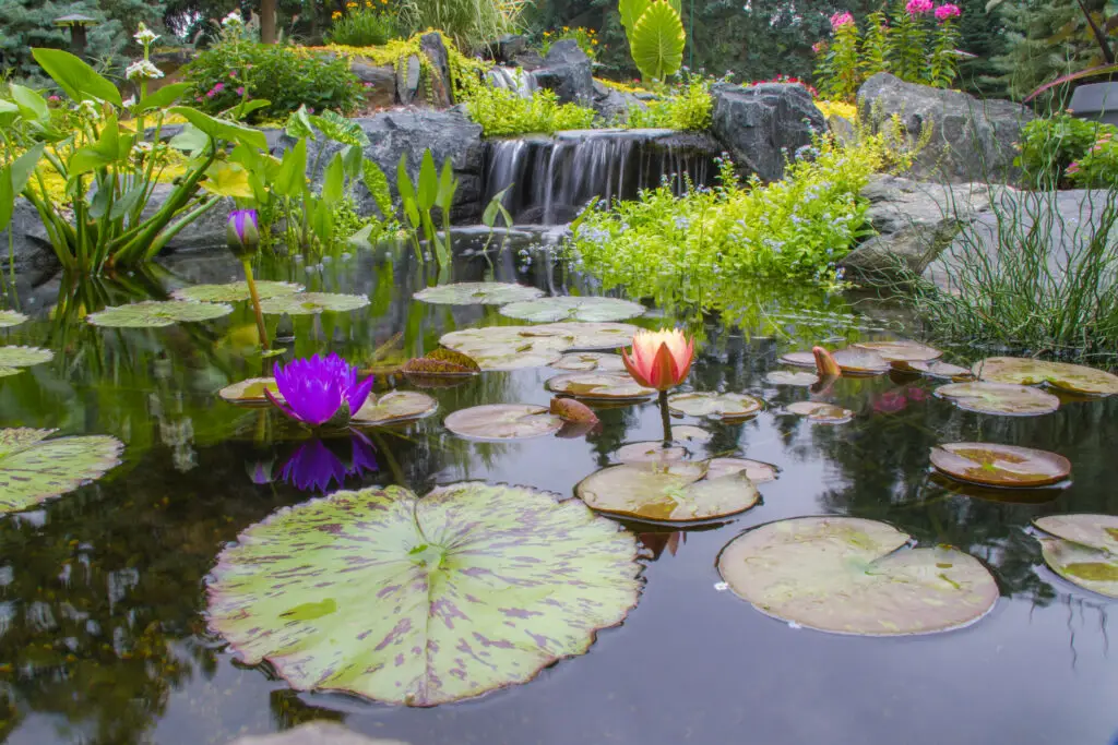 Picture almost at water level, there is a large tropical water lily leaf (they have speckled dark on their leaves vs straight green), a pink and purple water lily are blooming int eh foreground. There are a number of plants in this pond from arrow heads to elephant ears.