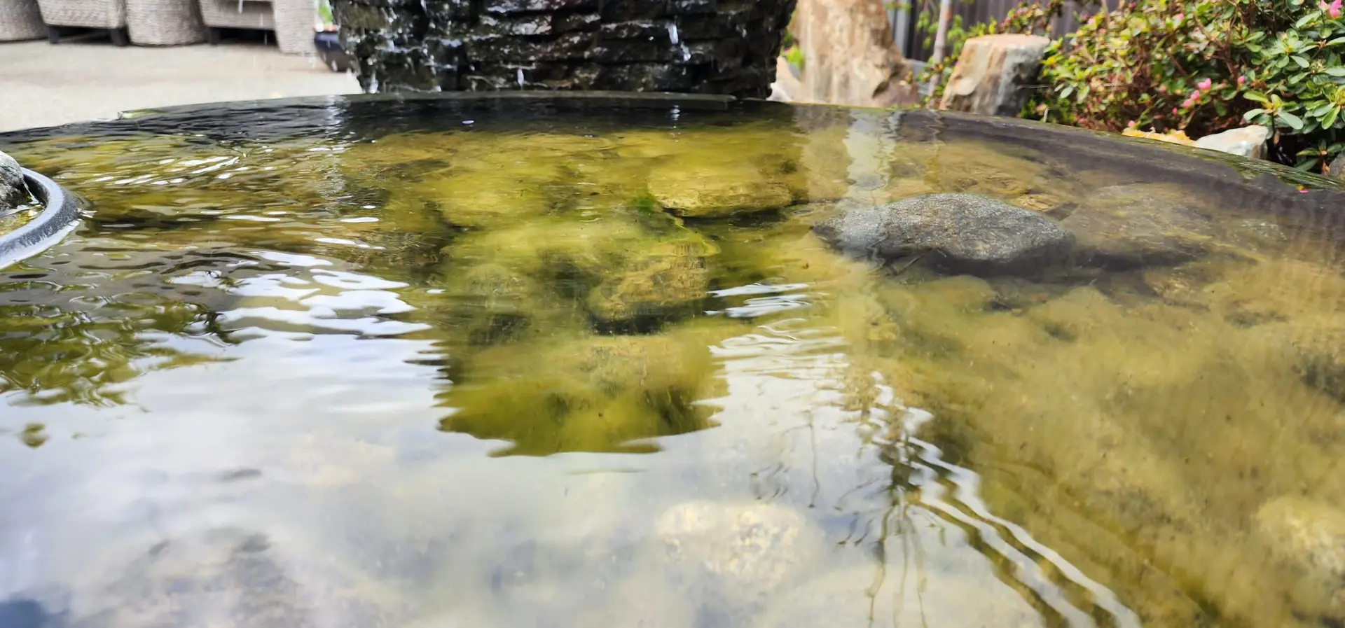 Close-up view of a pond's edge showing clear water transitioning to a murky, algae-covered section. A thin layer of green algae is spreading across the stone surface beneath the water, indicating the early stages of an algae issue. In the background, water flows off the edge of the pond's spillway, and garden foliage with pink blossoms is visible, creating a contrast between the pond's health issue and the surrounding vibrant plant life