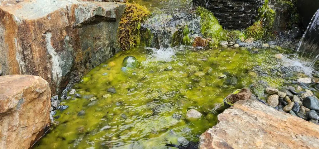 Image of a pond with visible signs of algae overgrowth. The water appears greenish with a blanket of algae covering the rocks beneath the surface. A waterfall cascades over a natural-looking rock formation to the right, creating a dynamic water flow. Moss and wet vegetation cling to the stones