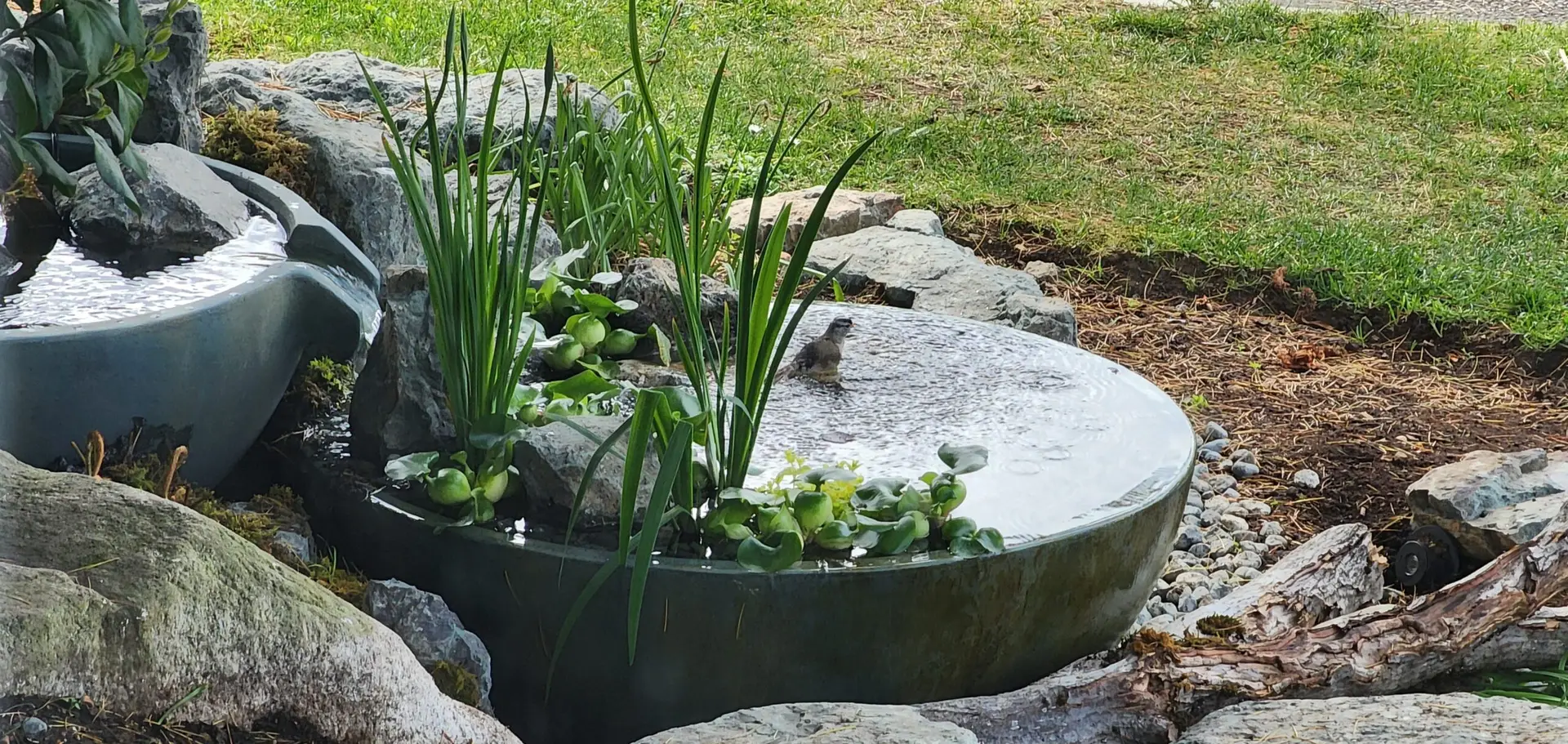 A natural water feature with a small bird bathing in a shallow, round basin surrounded by rocks, greenery, and water plants. The setup includes a variety of plants and stones, creating a serene, forest-like ambiance.