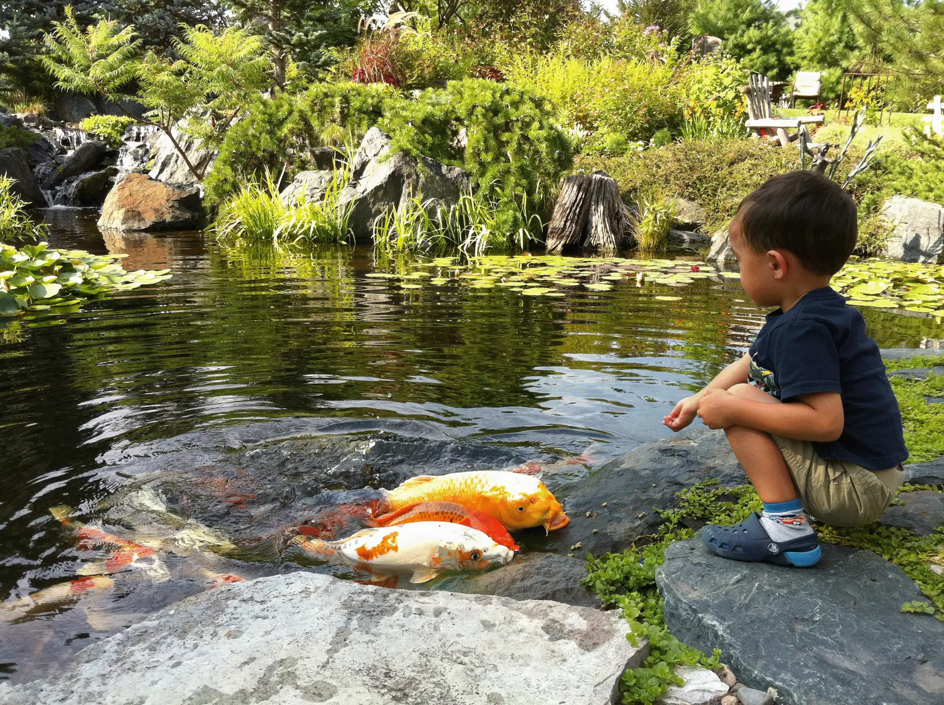 A young child sits on a rock at the edge of a koi pond, gazing thoughtfully at the large, colorful koi fish swimming close to the water's surface. The pond is set in a lush garden with a small waterfall in the background, contributing to the serene atmosphere. The water's surface is clear, dotted with lily pads, and the garden is rich with diverse plants and shrubs, reflecting a well-maintained natural habitat for wildlife