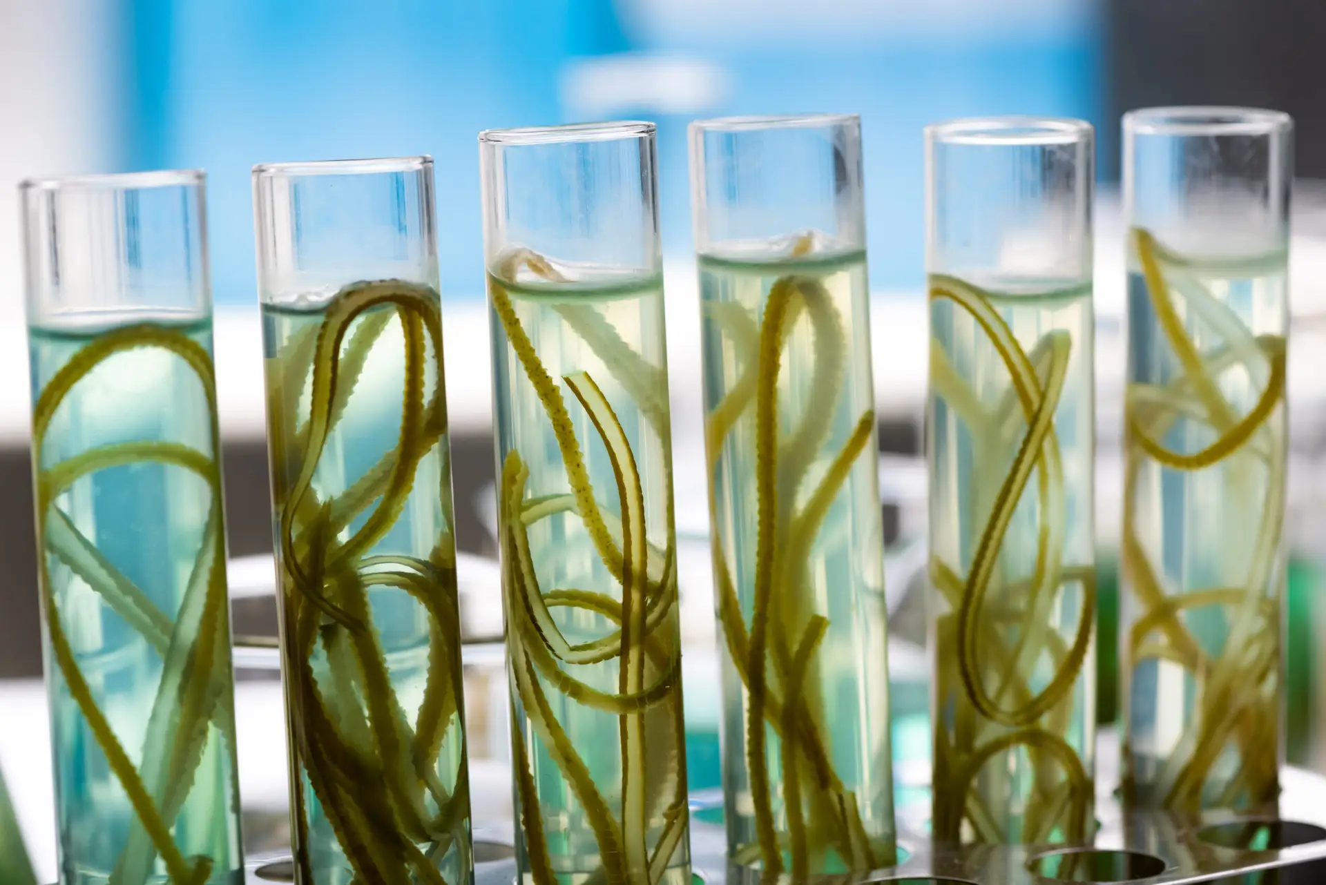 Image of a row of test tubes in a laboratory rack, each containing strands of green algae for a scientific experiment. The algae samples are submerged in a clear liquid, likely a growth medium, showcasing various stages of development.