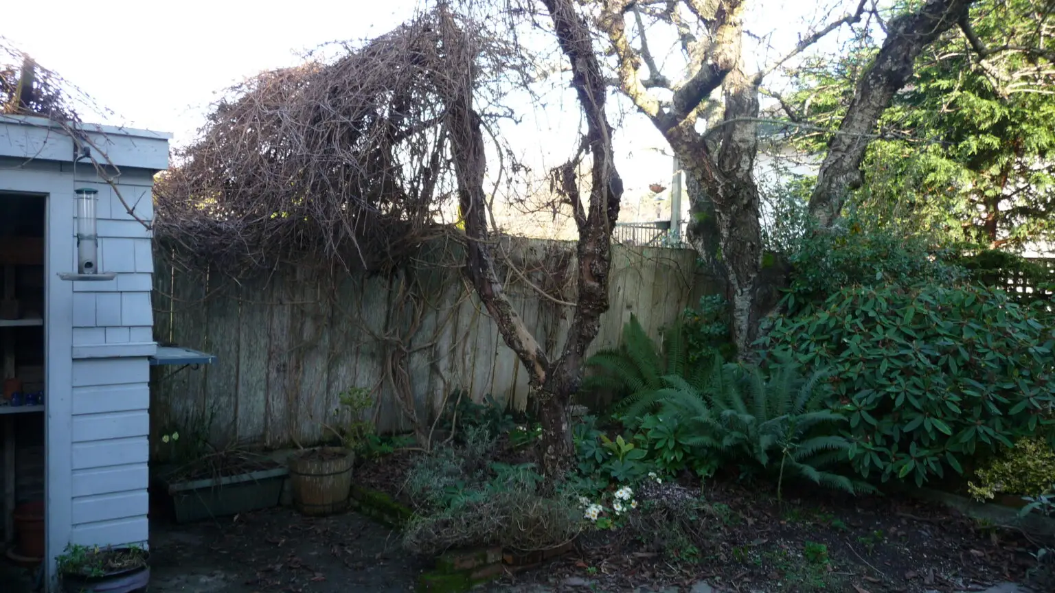 This image illustrates a "before" section where an attempt was made to screen the view using a clematis vine growing over an old apple tree. The apple tree, visible in the center, shows signs of strain, with its twisted, aging branches supporting the now leafless vine. The clematis, though intended to create a natural privacy screen, has clearly struggled, and the apple tree eventually broke under the weight or age. Surrounding plants, including ferns and rhododendrons, add greenery, but the overall space has a worn, overgrown feel, with the fence and surrounding garden appearing untended. This scene reflects an earlier solution that was ultimately unsuccessful, prompting the homeowner to seek professional help for a more sustainable and aesthetic approach.